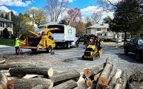 Professional Tree Removal in Upper Sandusky, OH