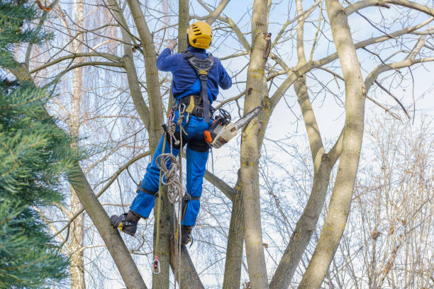 How Our Tree Care Process Works  in  Upper Sandusky, OH